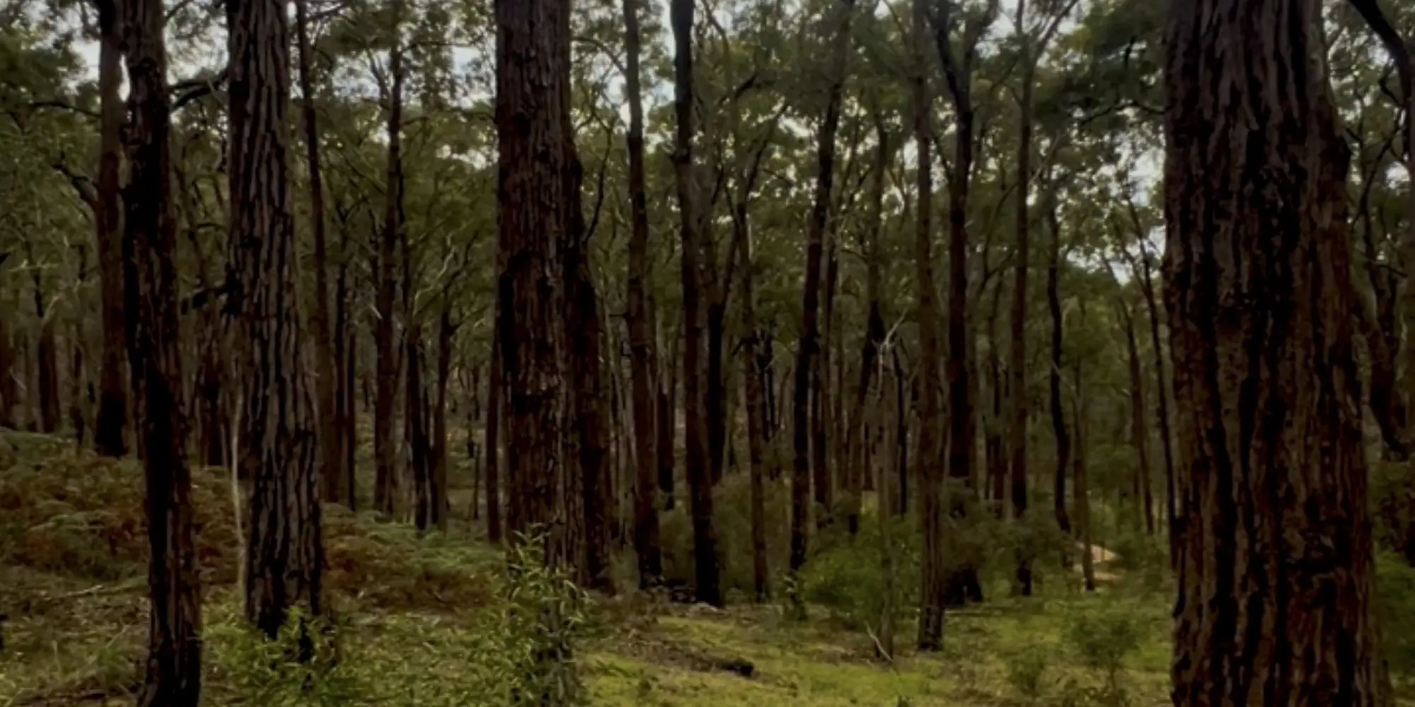 Tall eucalypts and bush track in the Ironbark Basin