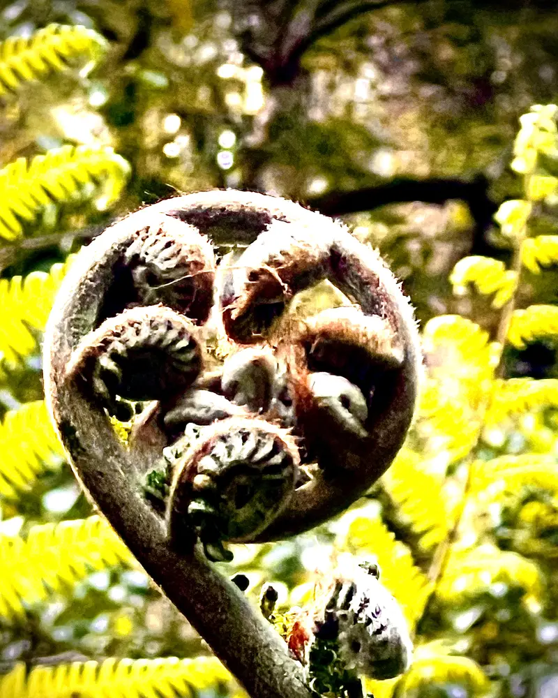 A young fern frond unfurling in a spiral