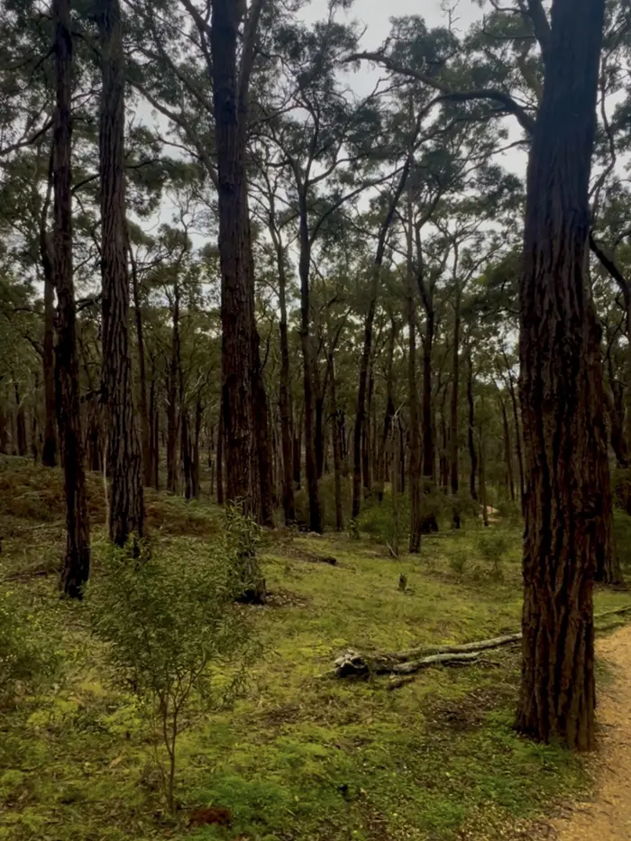 Tall eucalypts along a bush track in the Ironbark Basin